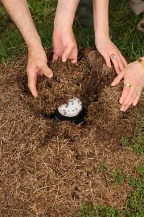 ماست با طعم مورچه ماست با طعم مورچه