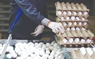 پشت پرده گرانی تخم‌مرغ؛ چرا مرغداران از فروش زیر قیمت می‌گویند، مردم از نرخ ۲۰۰ هزار تومانی؟!