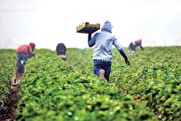 سرمایه‌گذاری بخش کشاورزی به ۱۳۰ همت رسید