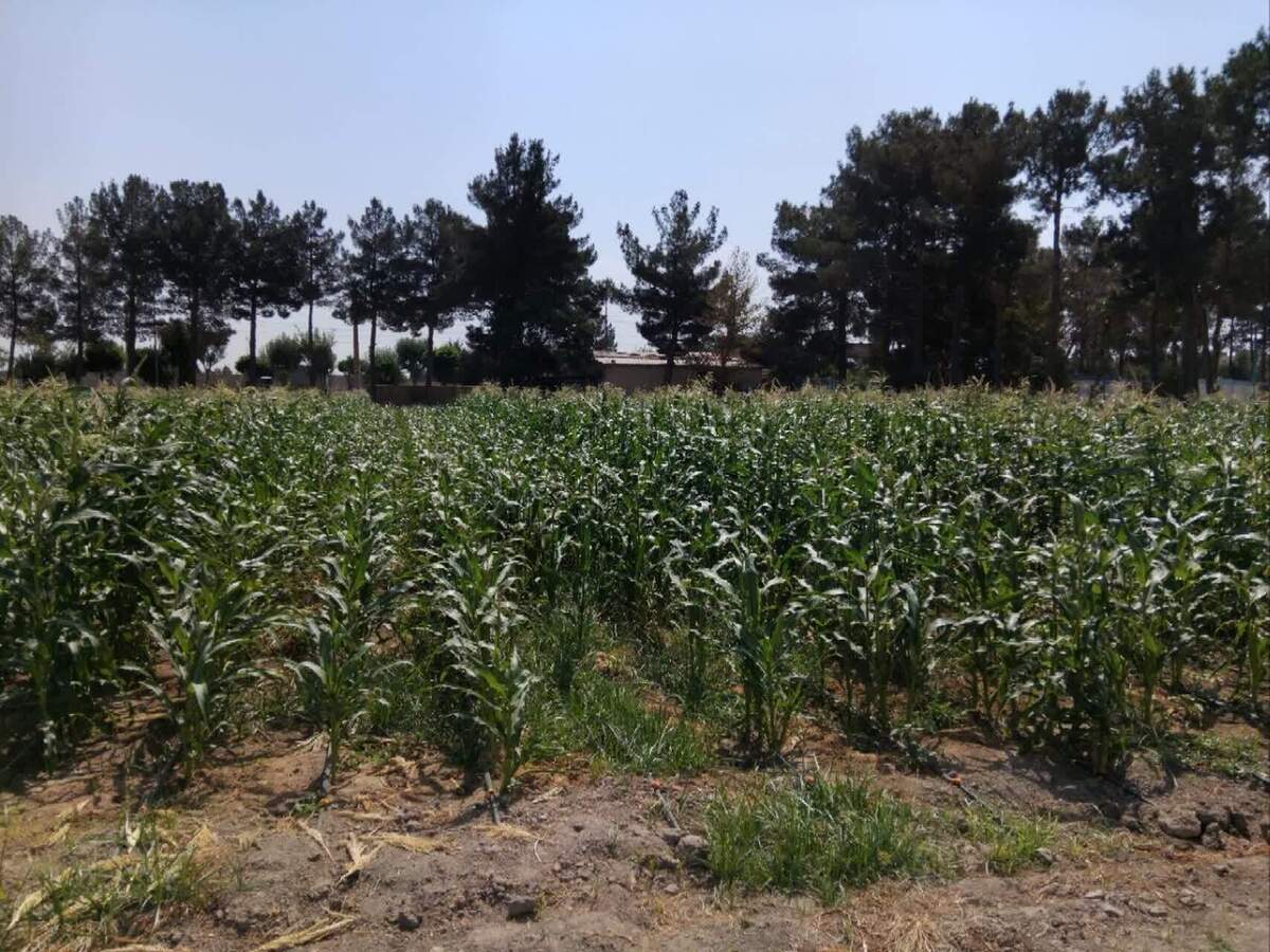 قققققققققققققق قققققققققققققق