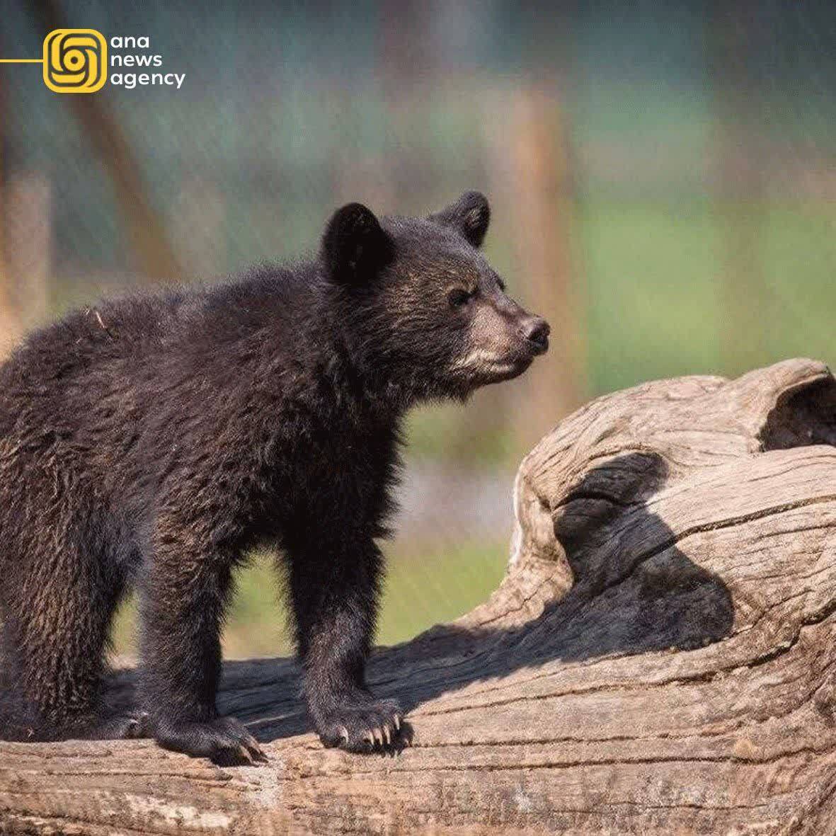 ققققققققققق ققققققققققق