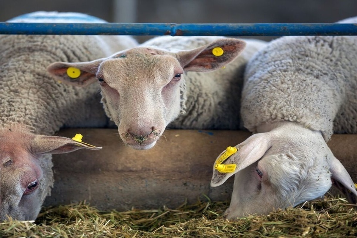 تولید سالانه ۱۸ میلیون تن محصولات دامی در کشور