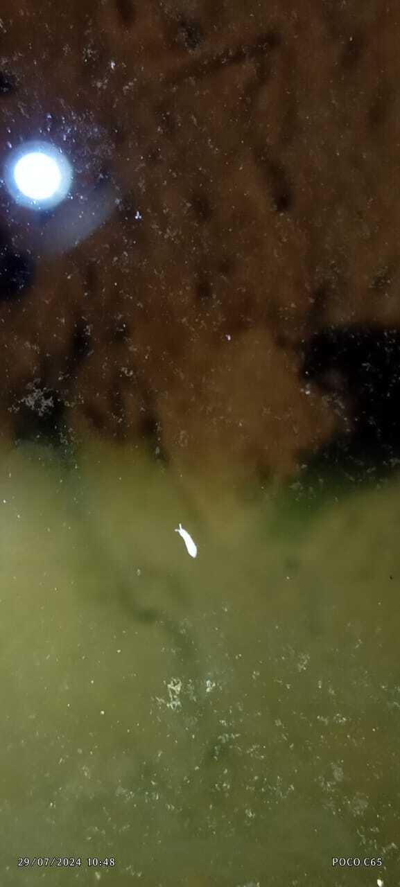 کشف دو گونهی جدید از بندپایان غارزی توسط غارنوردان ایرانی +عکس کشف دو گونهی جدید از بندپایان غارزی توسط غارنوردان ایرانی +عکس