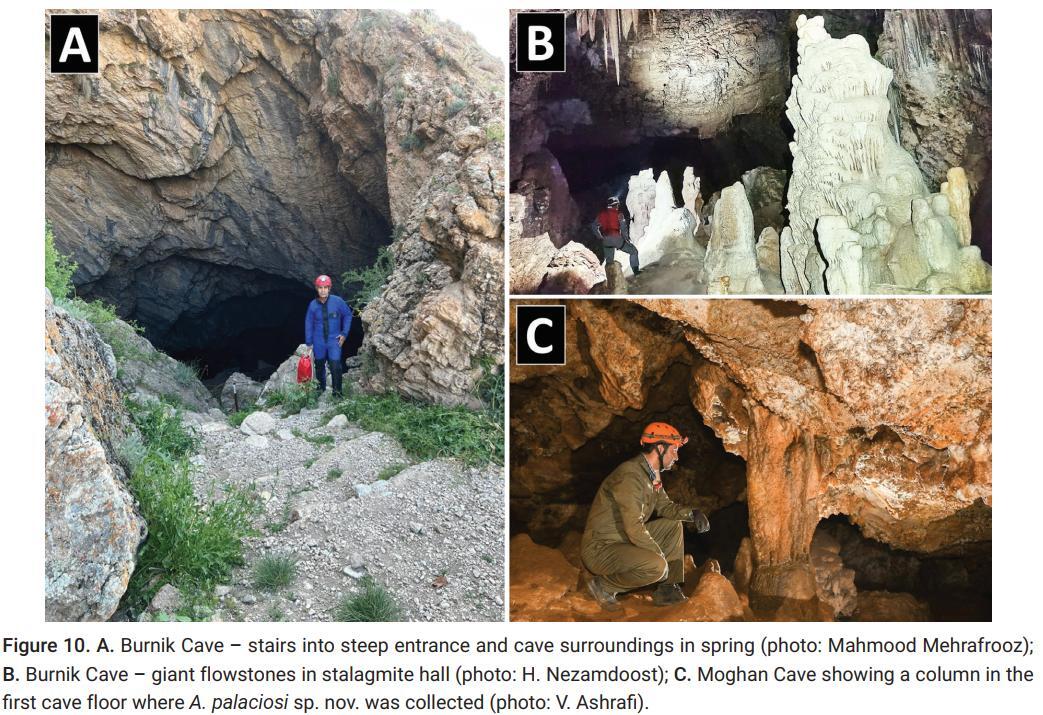 کشف دو گونهی جدید از بندپایان غارزی توسط غارنوردان ایرانی +عکس کشف دو گونهی جدید از بندپایان غارزی توسط غارنوردان ایرانی +عکس