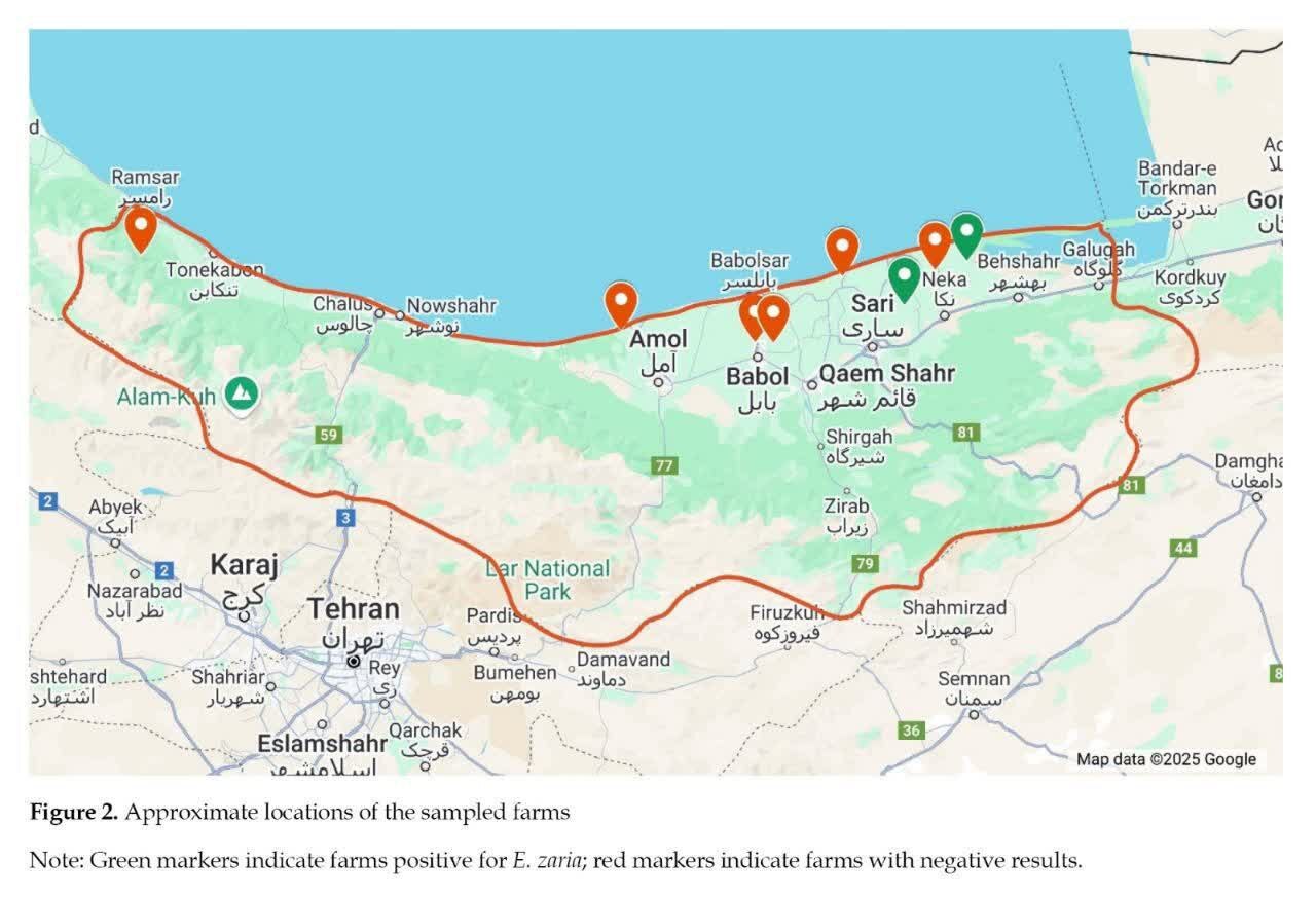 گام نوین محققان دانشگاه تهران در شناخت مهم&zwnj;ترین بیماری انگلی طیور کشور