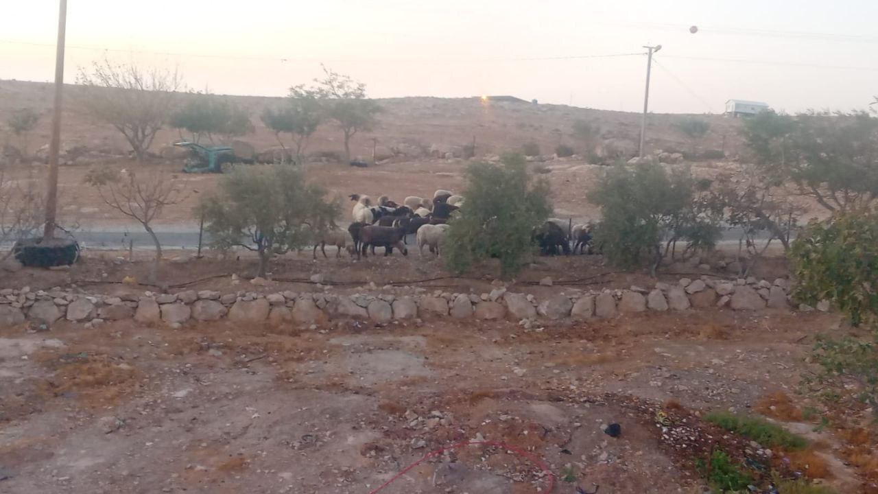 شهرک&zwnj;نشینان صهیونیست با پشتیبانی ارتش به اراضی فلسطینیان در جنوب الخلیل یورش بردند