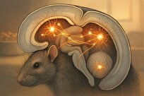 فراموشی ناهار، نسخه‌ای برای پرخوری