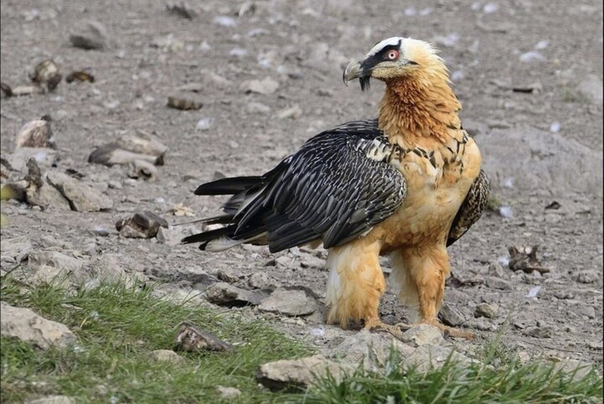 ثبت نخستین زادآوری پرنده هما در منطقه حفاظت‌شده قیصری کوهرنگ