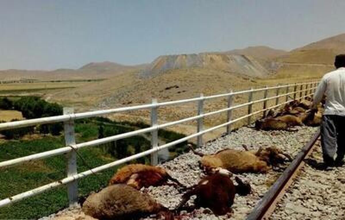 تلف شدن بیش از ۱۰۰ رأس گوسفند در برخورد قطار مشهد-تبریز