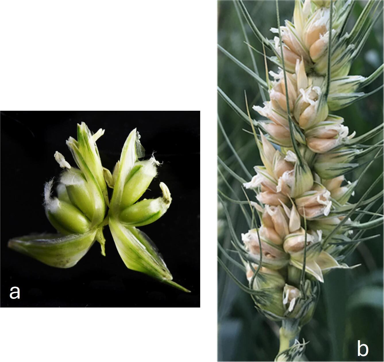 خوشه (راست) و سنبلچه (چپ) از گندم با جهش ژنتیکی طبیعی که چند دانه تولید می کند کلید ژنتیکی که میتواند گرسنگی میلیاردها نفر را برطرف کند