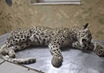 زنگ خطر برای زیستگاه‌های شرقی ایران؛ پلنگ ایرانی در چنگ سگ‌های گله