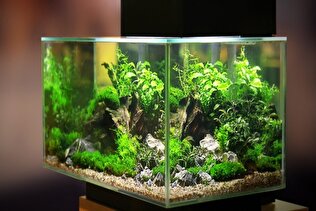 انواع آکواریوم؛   راهنمای جامع براساس نوع و اندازه 