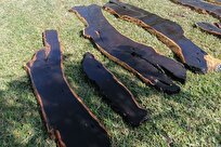 گران قیمت‌ترین چوب دنیا چیست؟ گزارشی از بازار چوب‌های لوکس