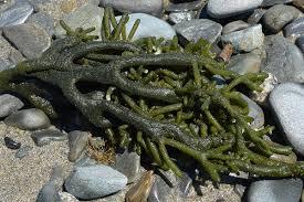 جلبک سبز دریایی شکننده