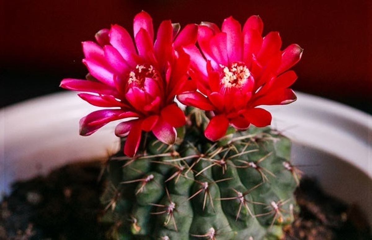 &laquo;عقرب زرد&raquo; ۱۷ ساله/ استراتژی دانشگاه آزاد برای فتح قله&zwnj;های جهانی علم