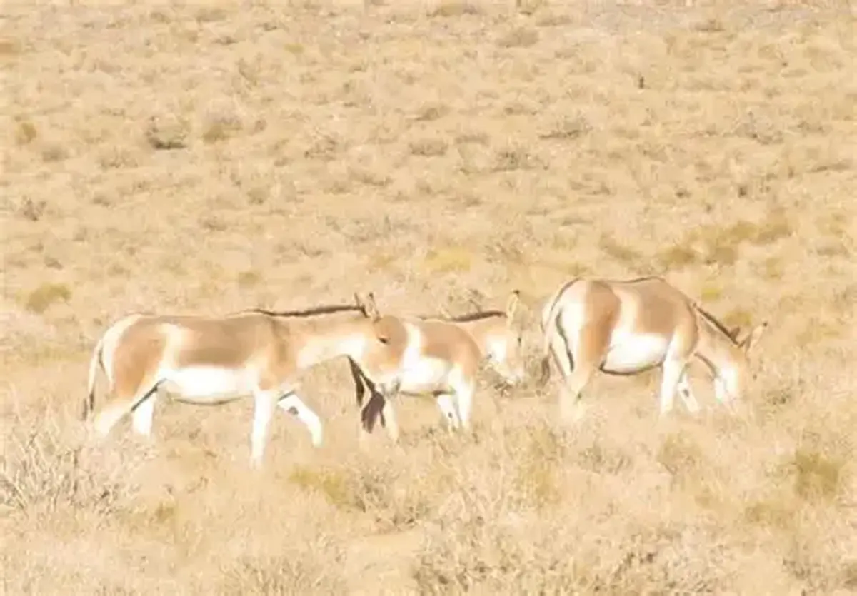 گورخر ایرانی در استان یزد احیا شد/ امید به احیای یوزپلنگ نداریم؛ تکثیر یوز در اسارت آخرین برگ برنده