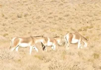 گورخر ایرانی در استان یزد احیا شد/ امید به احیای یوزپلنگ نداریم؛ تکثیر یوز در اسارت آخرین برگ برنده