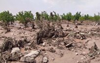 پرداخت بیش از ۱۵ هزار میلیارد ریال غرامت به کشاورزان خسارت‌دیده در نیمه نخست سال