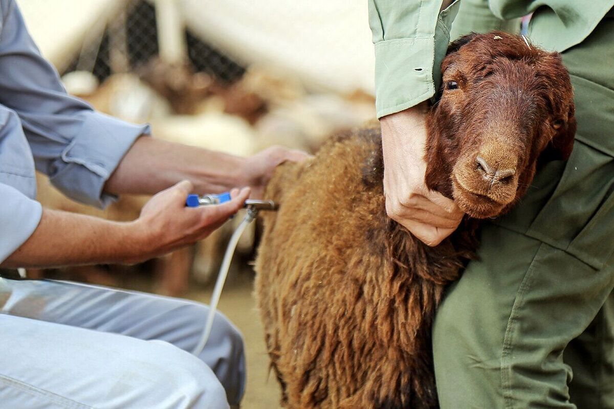 تب برفکی دام‌ها هیچ خطری برای انسان ندارد