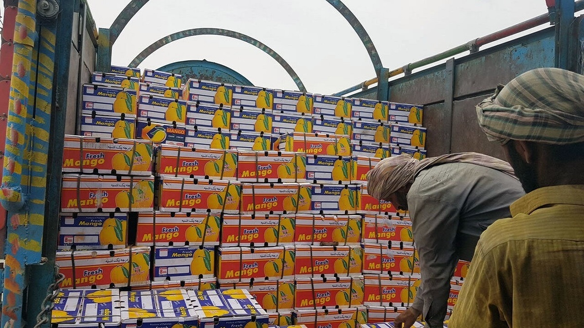 شرایط واردات انبه از کنیا اعلام شد