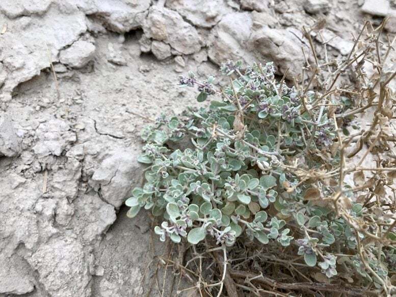 T. oblongifolia در حال رشد در دره مرگ، کالیفرنیا. عکس: کارین پرادو T. oblongifolia در حال رشد در دره مرگ، کالیفرنیا. عکس: کارین پرادو