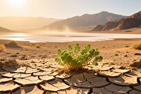 مقاوم‌ترین گیاه کره زمین در برابر گرما، کشاورزی را دگرگون می‌کند