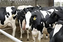 کانون‌های تب برفکی در کشور کاهشی شد