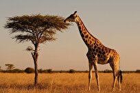 راز شگفت‌انگیز بلند بودن پا‌های زرافه