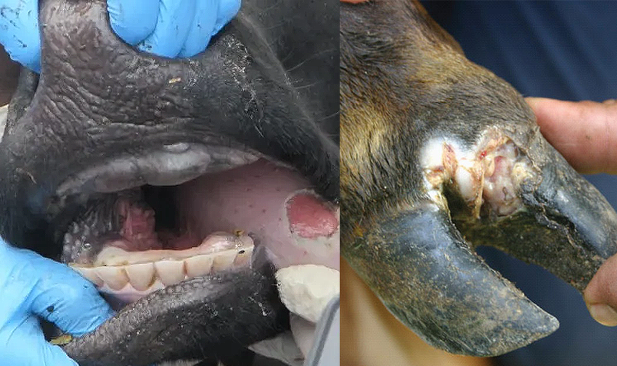 تب برفکی تب برفکی