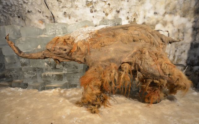 یوکا ماموت پیدا شده در سیبری یوکا ماموت پیدا شده در سیبری