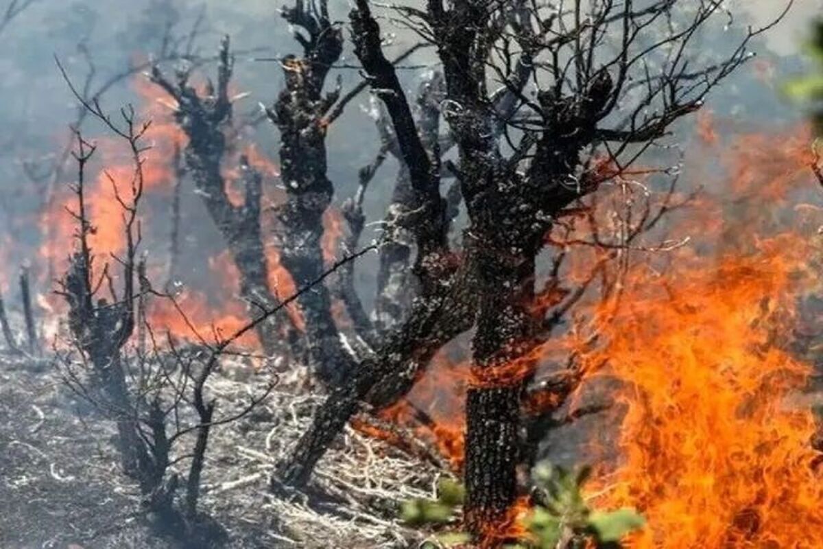 آتش‌سوزی گسترده در جنگل‌های مازندران؛ درخواست فوری برای اعزام بالگرد