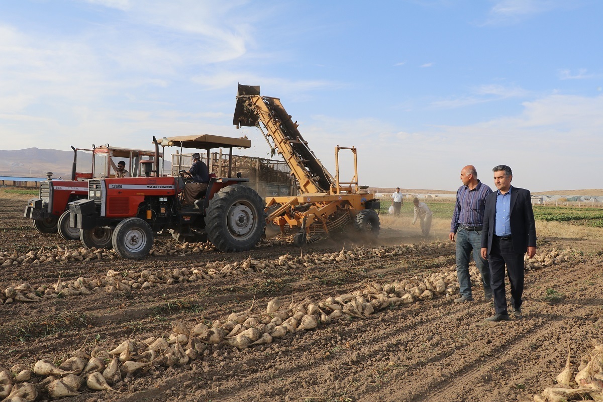 آغاز برداشت محصول از ۱۱ هکتار مزرعه تحقیقاتی دانشگاه آزاد مهاباد +فیلم