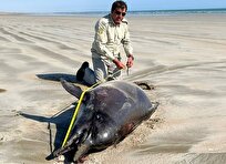 مرگ دلفین در ساحل تالاب خلیج گواتر احتمالا بر اثر گرفتار شدن در تورهای صیادی است