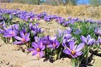 ۴۰ هکتار «طلا» در دل کاشان/۷۰ درصد توسعه منطقه در گرو توسعه روستایی است