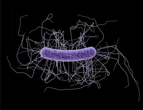 کلستریدیوم دیفیسیل کلستریدیوم دیفیسیل