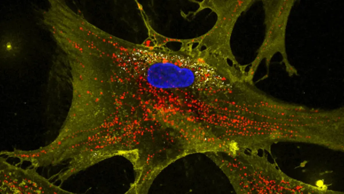 تاخیر در پیری سلول‌ها با نانوفناوری امکان‌پذیر است!