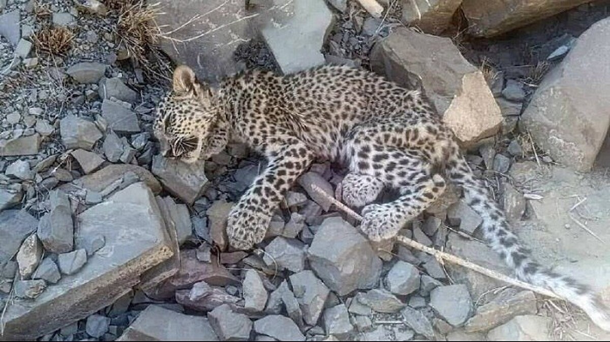 تلف شدن توله پلنگ ایرانی در بشاگرد