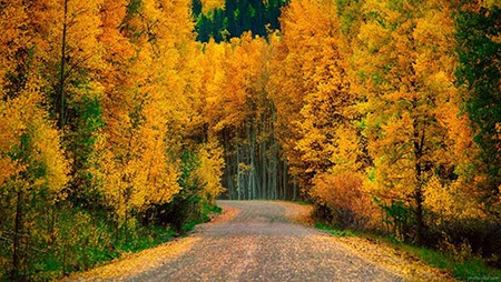 تهران در رنگهای پاییز؛ پنج گوشه دنج برای قدمزدن میان برگها تهران در رنگهای پاییز؛ پنج گوشه دنج برای قدمزدن میان برگها