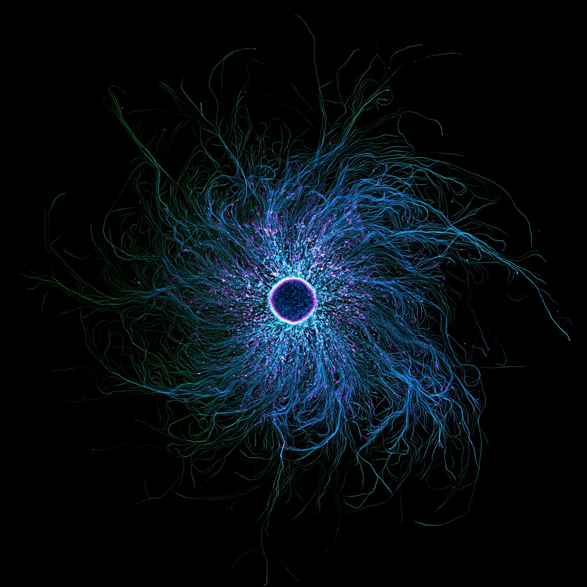 نورونهای حسی مشتق از سلولهای بنیادی نورونهای حسی مشتق از سلولهای بنیادی