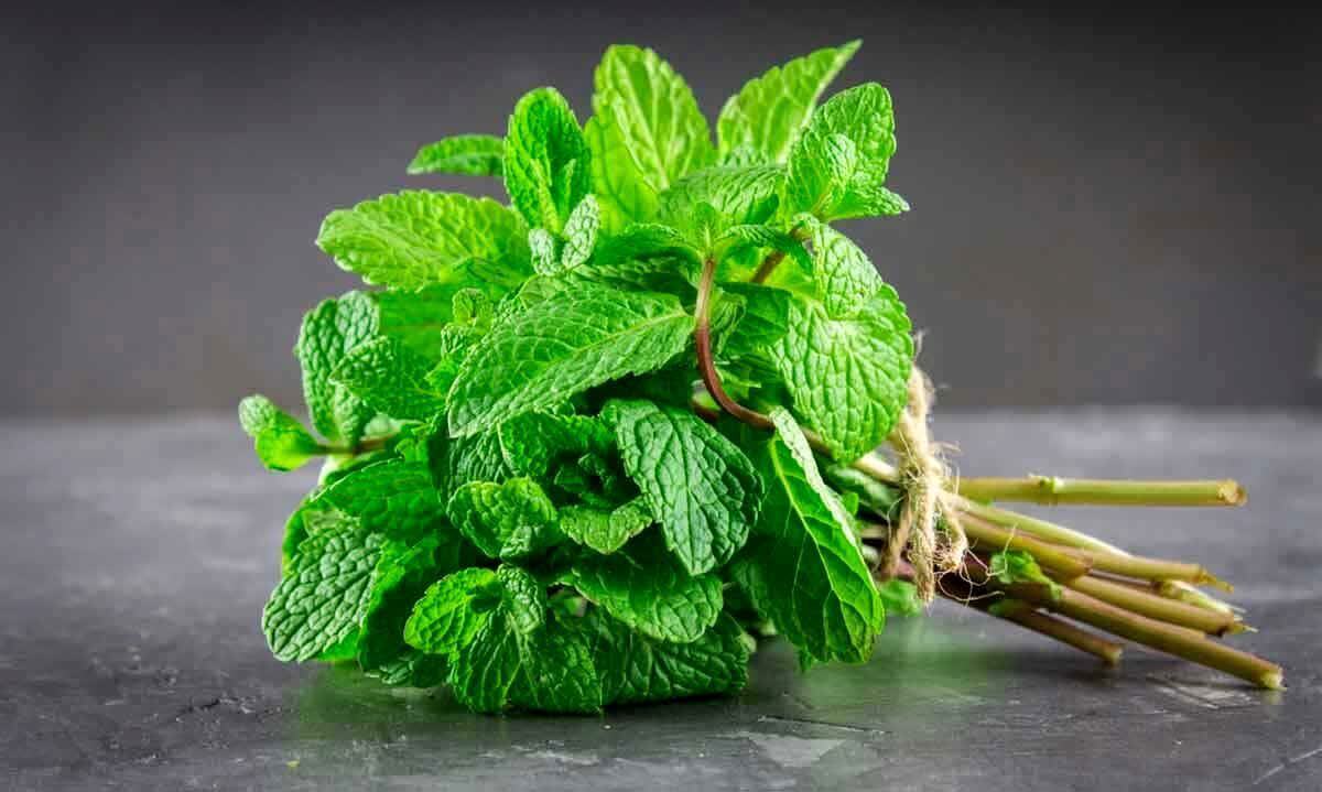 «نعنا فین» ملی شد؛ ثبت جشنواره کاشان در تقویم گردشگری ایران