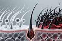 سفید شدن مو، انتخابی برای بقاست