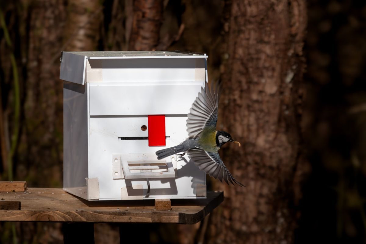 یک چرخ ریسک بزرگ اروپایی پس از حل معمای جستجوی غذا در یک در کشویی، با یک کرم پرواز میکند. (سونجا وایلد، دانشگاه کالیفرنیا، دیویس) راز یادگیری چگونگی بقا در مدرسه طبیعت