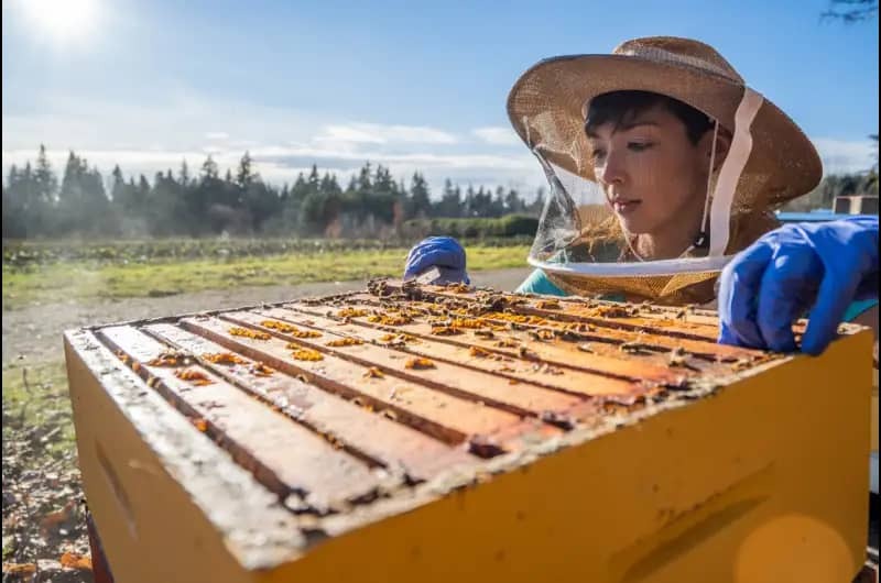 دکتر آلیسون مکآفی در حال بررسی یک کلونی زنبور عسل. منبع: لزلی کنا دکتر آلیسون مکآفی در حال بررسی یک کلونی زنبور عسل. منبع: لزلی کنا