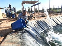 رهاسازی ۲ هزار قطعه بچه‌ماهی قزل‌آلا در استخر پرورشی دانشگاه آزاد اشکذر؛ هدف‌گذاری رسیدن ماهی‌ها به وزن یک کیلوگرم