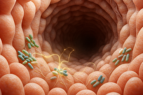 کشف باکتری‌های تولیدکننده سروتونین در روده