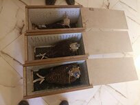 کشف سه شاهین بالابان در ریگان؛ تأکید بر حفاظت از تنوع زیستی کرمان