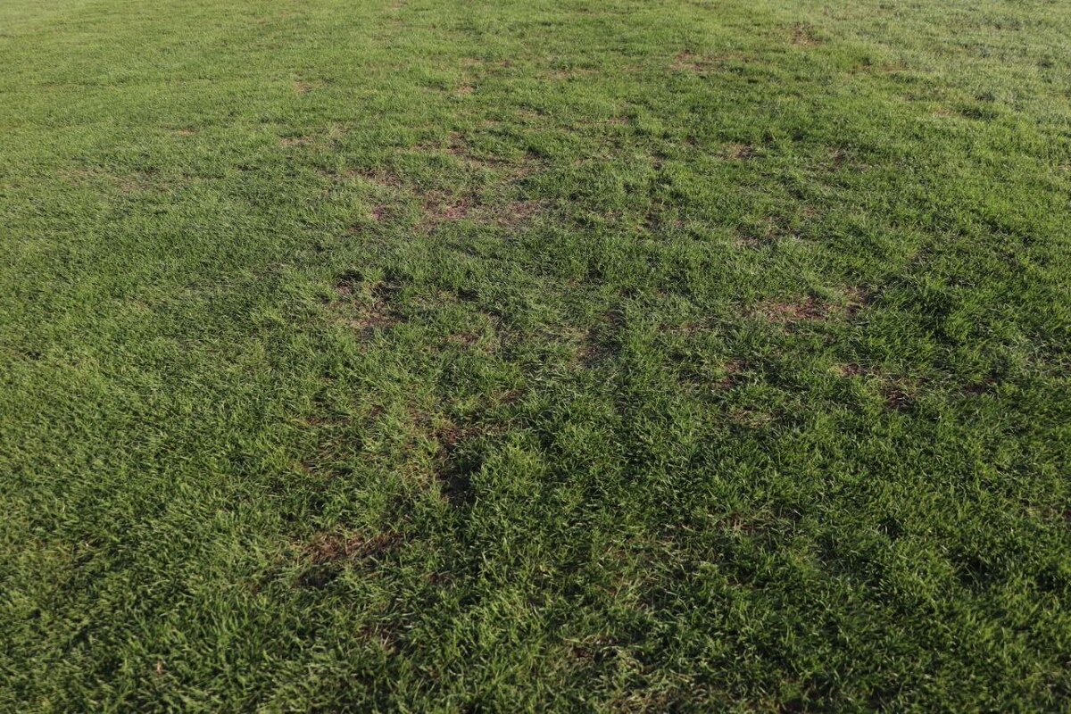 واکنش شهرداری به افت کیفیت چمن ورزشگاه شهرقدس