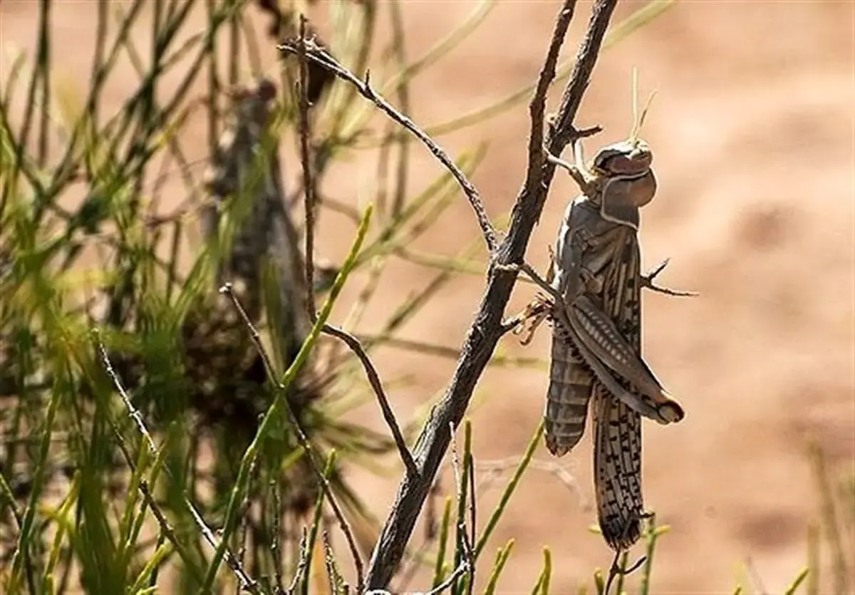 احتمال حمله ملخ صحرایی به استان‌های جنوبی   امکان سمپاشی روزانه ۱۶ هزار هکتار