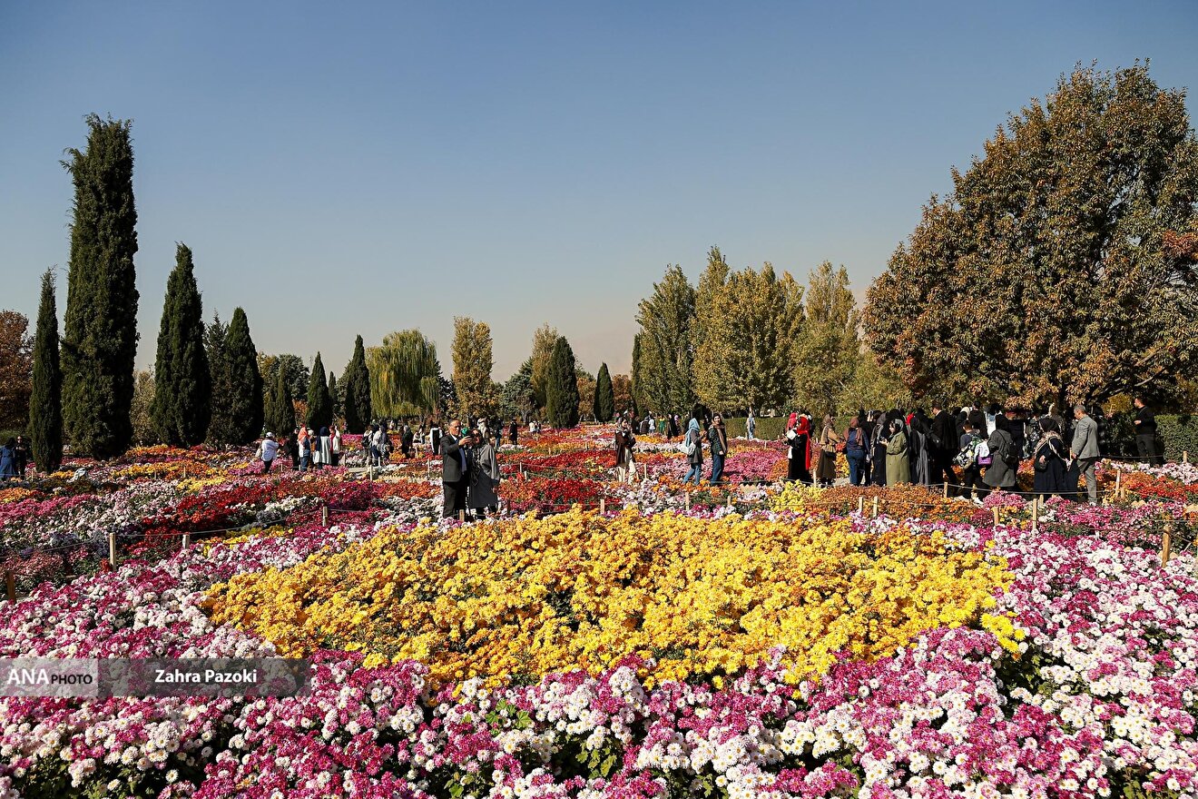 گل های داوودی