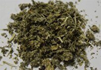 هشدار یک روان‌پزشک درباره عوارض شدید «گل» در ایران